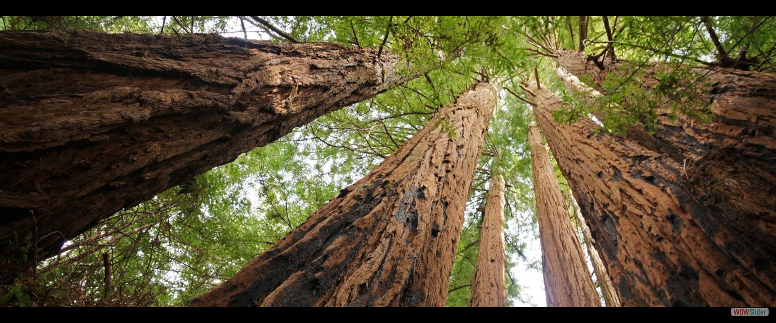 Dendrology Dendrology