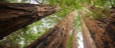 Dendrology