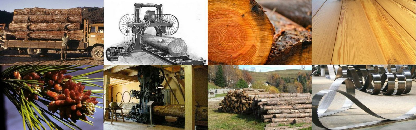 Wood Category Graphic
