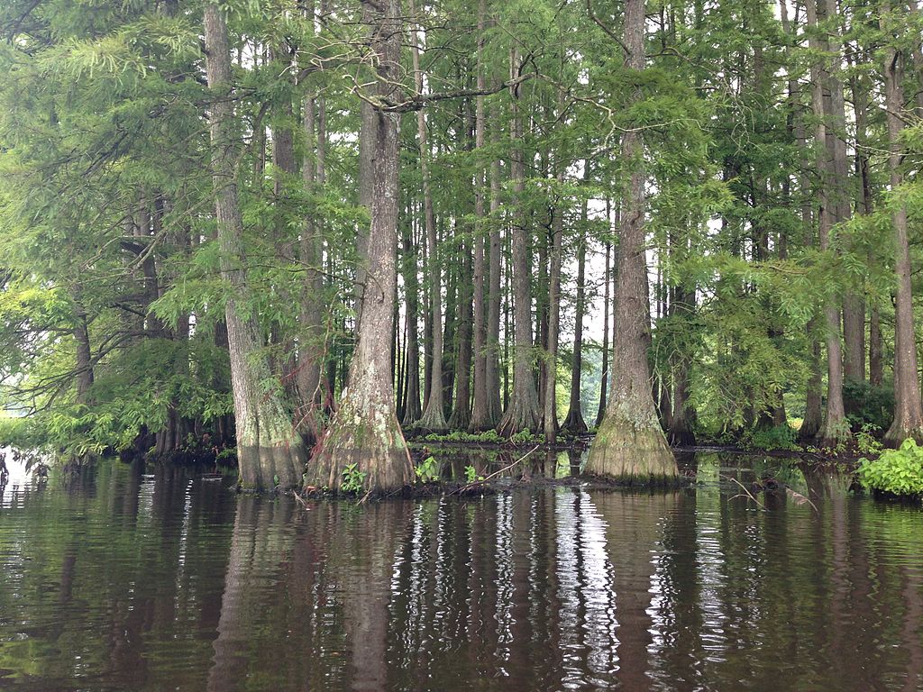 Cluster of bald cypress trees in Trap Pond State Park
Attribution: Kej605 [CC BY-SA 3.0 (https://creativecommons.org/licenses/by-sa/3.0)], from Wikimedia Commons
Source: https://commons.wikimedia.org/wiki/File:Bald_Cypress.JPG